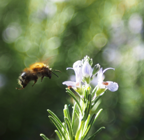 Včely | Serafin byliny