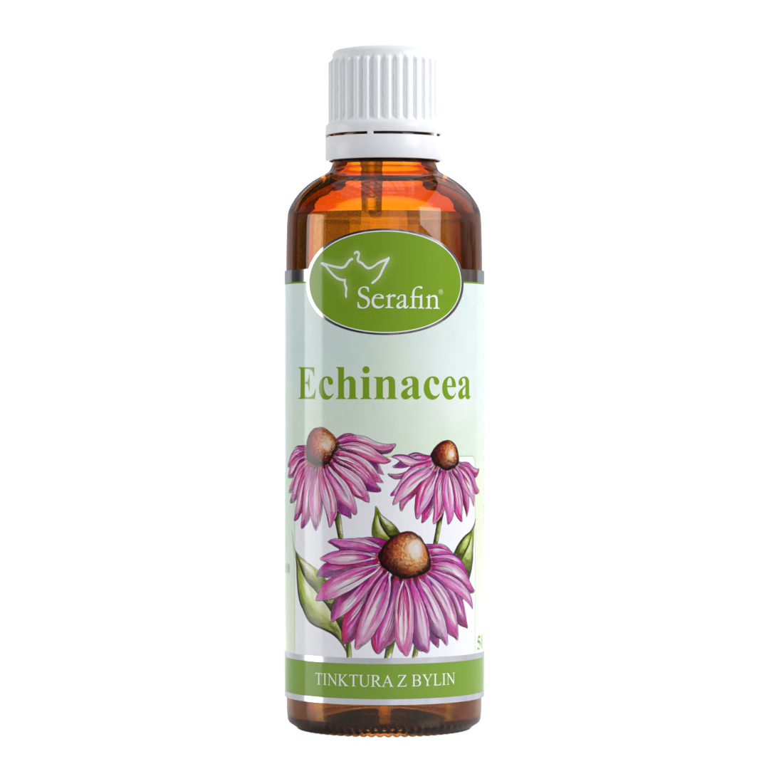 Echinacea – tinktura z bylin | Serafin byliny