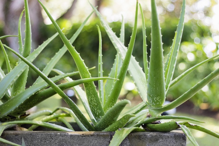 Aloe pravá | Serafin byliny