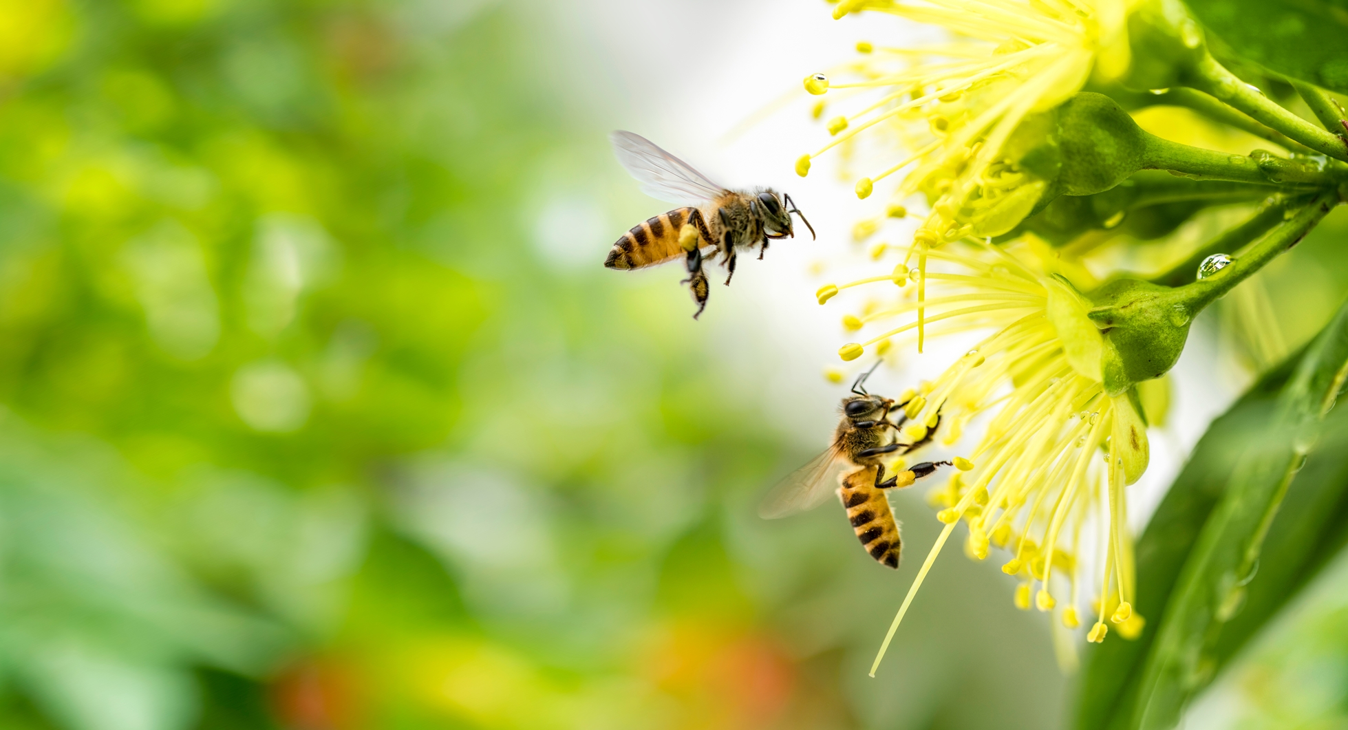 Článek - Včely | Serafin byliny