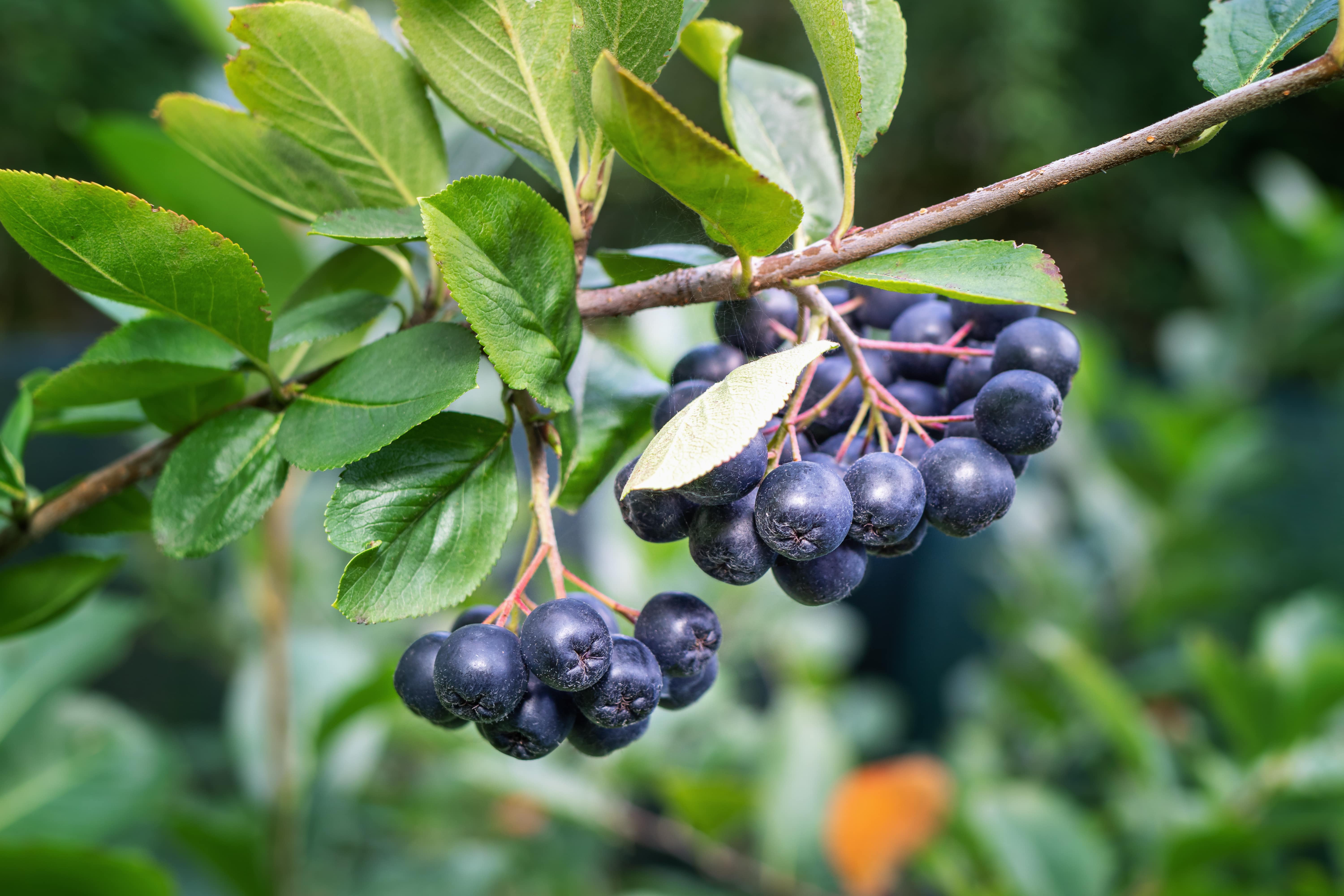 Temnoplodec černoplodý (aronie, černý jeřáb) | Serafin byliny