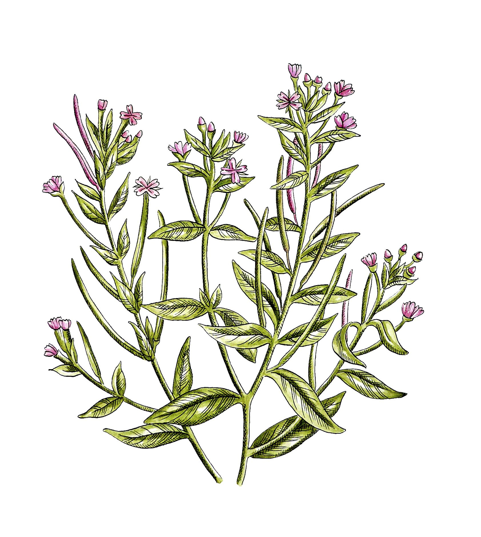Vrbovka malokvětá | Serafin byliny