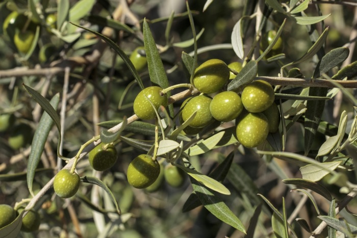 Článek - Olivové listy a jejich působení | Serafin byliny